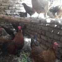 مرغ محلی تخم گذار