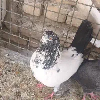 کله ای دم سیاه