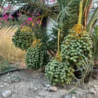 پاجوش نخل (فَسیل)، محصول رودرخت