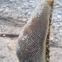 عسل طبیعی