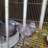 سلام بر عشق بازان عزیز