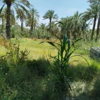 نیازمند باغبان یا فرد مطمئن جهت رسیدگی ب باغ