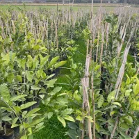 فروش نهال نارنگی ژاپنی و نارنگی محلی