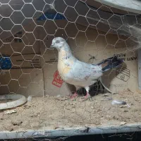 پرنده