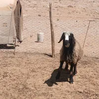 فروش قوچ ۲ران