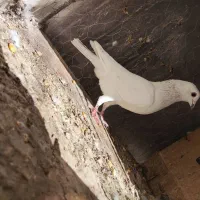 نر کفتر سار کرمونی