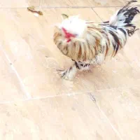 مرغ و خروس سلطان