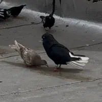 کفتر دمسفید