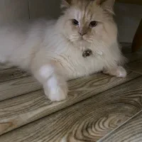 گربه پرشین|گربه|اسفراین, |دیوار