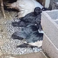 اسکلت اردک و یک بسته سینه و ران اردک