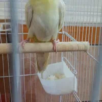 عروس هلندی همراه جوجه