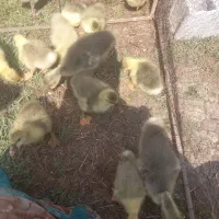 جوجه اردک و غاز و بوقلمون