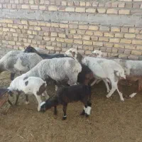 میش بره لاکن و دورگ رفسنجان