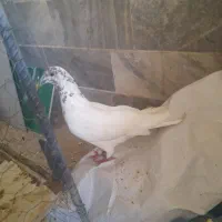 کبوتر،|حیوانات|سمنان, |دیوار