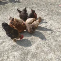 مرغ و خروس