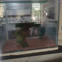 اکواریوم