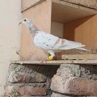 جفت خطی|پرنده|خرمدشت, |دیوار