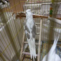 عروس ماده .بالغ