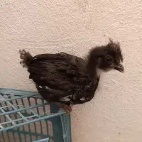 جوجه سلطان وجوجه رنگی
