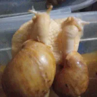 حلزون آچاتینا مولد البینو بزرگ