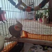 عروس هلندی مولد