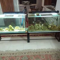 اکواریوم شیشه خم یک متری ده میل با تمام وسایل