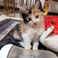 گربه کوچولو