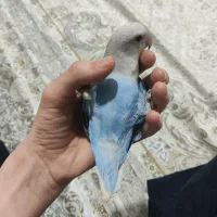 طوطی برزیلی رزیکولیس اوپال آبی آسمونی