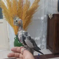 جوجه عروس