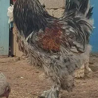 تخم برهما برای جوجه کشی