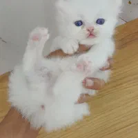 گربه