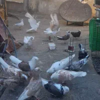 کفتر یا کبوتر