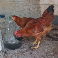 مرغ و خروس 5 ماهه