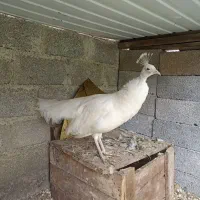 طاووس سفید