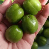 گوجه سبز درشت ارگانیک