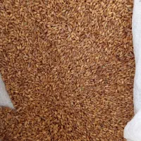 گندم فروشی