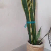 سانسوریا ابلق