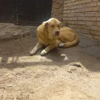 سگ نگهبان به فروش میرسد