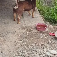 پاکوتاه