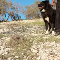 سگ سرابی