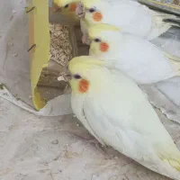 جوجه لوتینو نرمخور