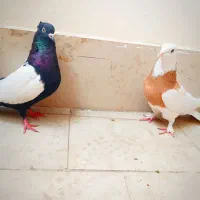 کفتر