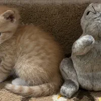بچه گربه نارنجی