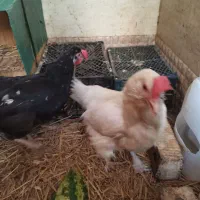 مرغ و خروس مرندی اصل