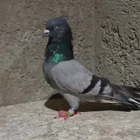 فروش یک جفت کبوتر صدا دار