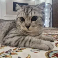 گربه اسکاتیش ماده