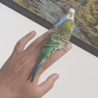 دو عدد مرغ عشق نر رام دستی سالم