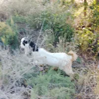 یک رس کهر چپشت نر پاکستانی نژادار