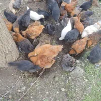 مرغ و خروس گلپایگانی ،مرند و گلین
