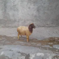 بره نر فروش